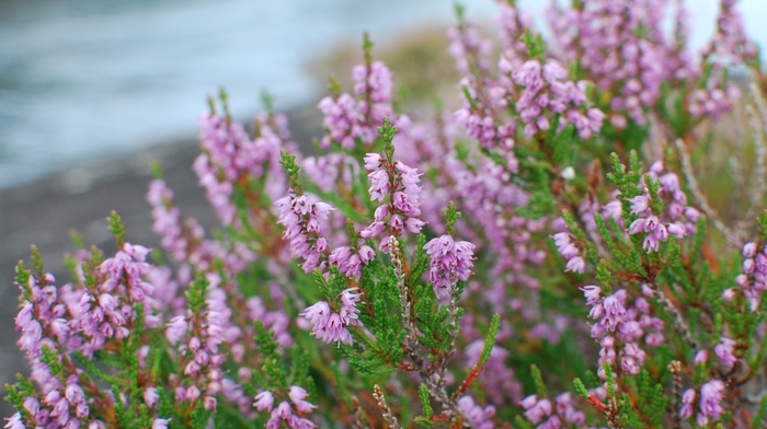 macro, flowers