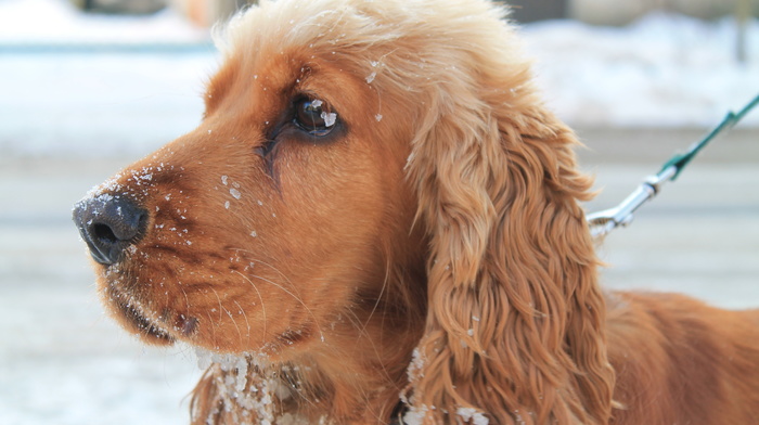 dog, snow, winter, animals, beautiful