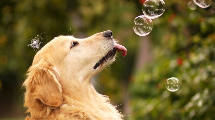 dog, bubbles, animals