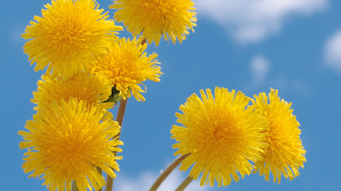 flowers, summer, clouds, sky