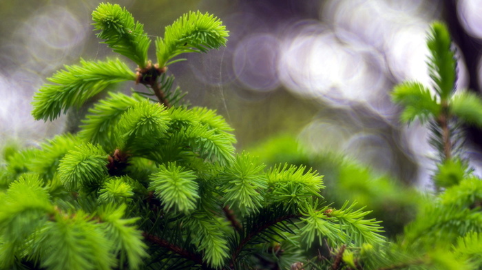 macro, nature, fir-tree