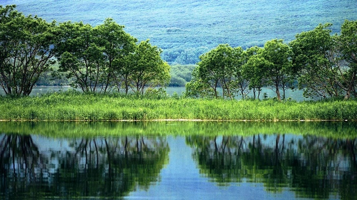 trees, nature, plants, water, greenery, landscape