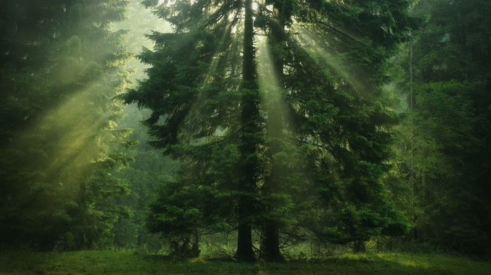 greenery, forest, sun rays, tree, nature