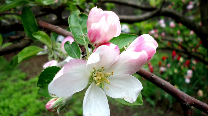 flowers, spring