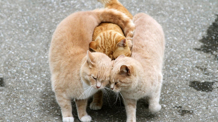 animals, redhead