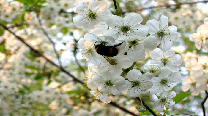 trees, spring, flowers