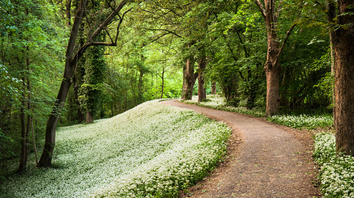 nature, forest, runway, spring