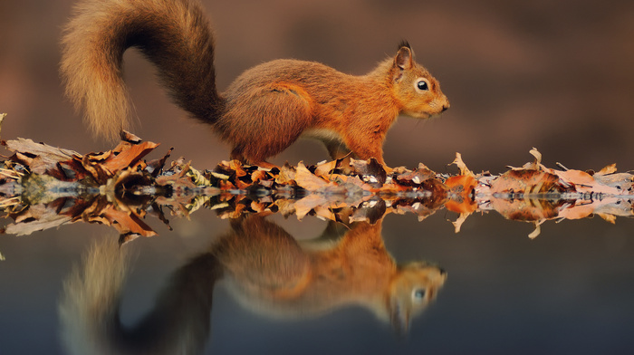 animals, water, foliage, squirrel