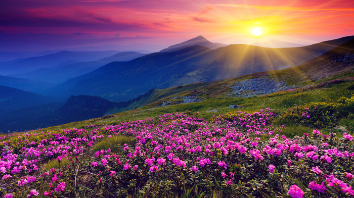 Sun, mountain, flowers, dawn, nature