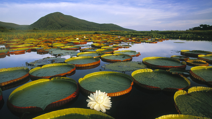 water, plants, nature