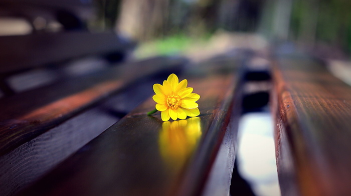 flower, macro