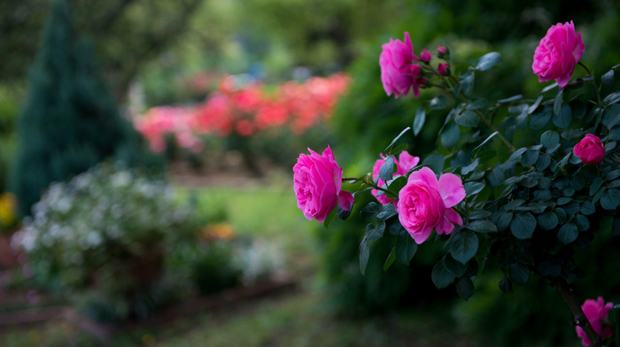 shrubs, pink, flowers, motion blur, park, rose