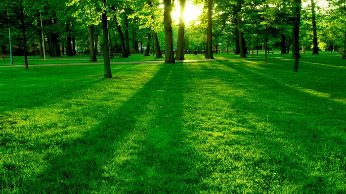 trees, Sun, nature, grass