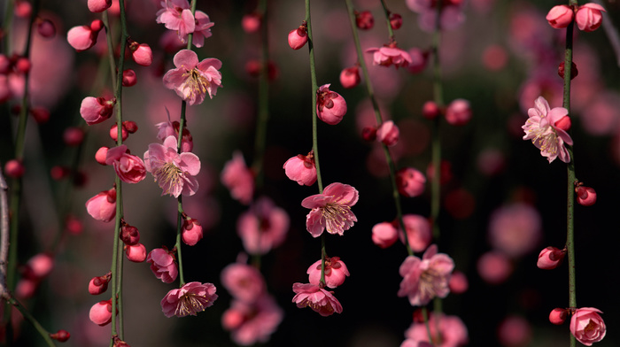 3D, flowers, sakura, pink