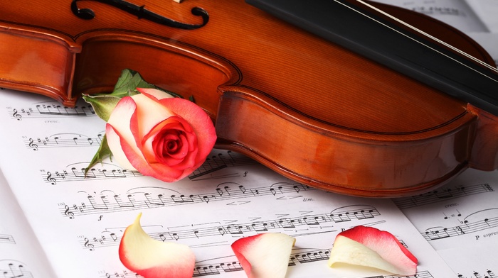 violin, stunner, rose, beautiful