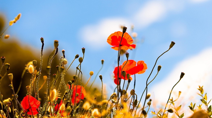 poppies, nature, summer, flowers, sky