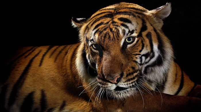 tiger, predator, black background, animals