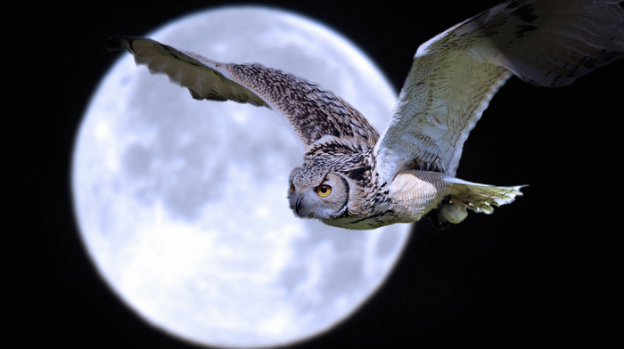 night, fly, animals, owl, bird, moon