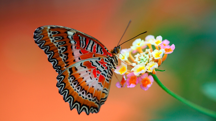 wings, flower, animals, background, butterfly