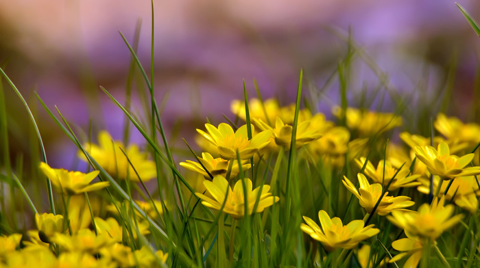 glade, summer, flowers, yellow flowers, grass