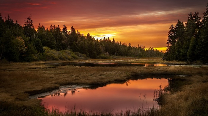 forest, sunset, nature