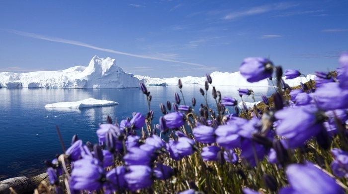 ice, ocean, snow, frost, nature