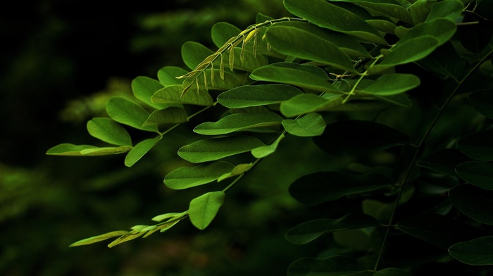 greenery, macro, leaves, branch