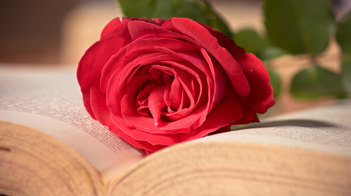 book, flowers, flower, macro, rose