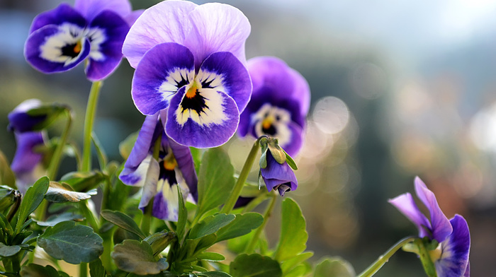 summer, flowers