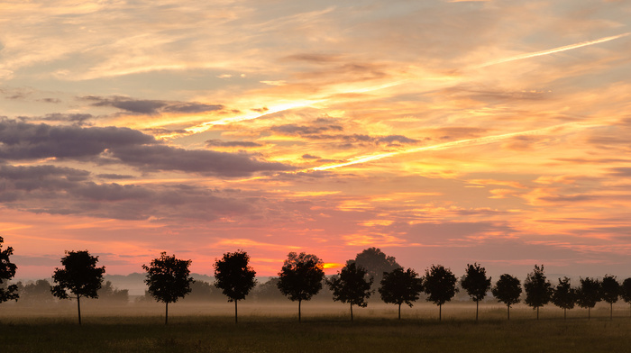 sky, trees, mist, nature