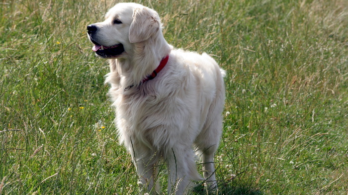 field, animals, dog, summer