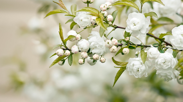 flowers, branch, white flowers, petals, leaves
