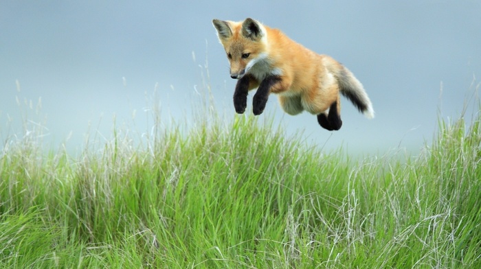 fox, animals, bounce, grass