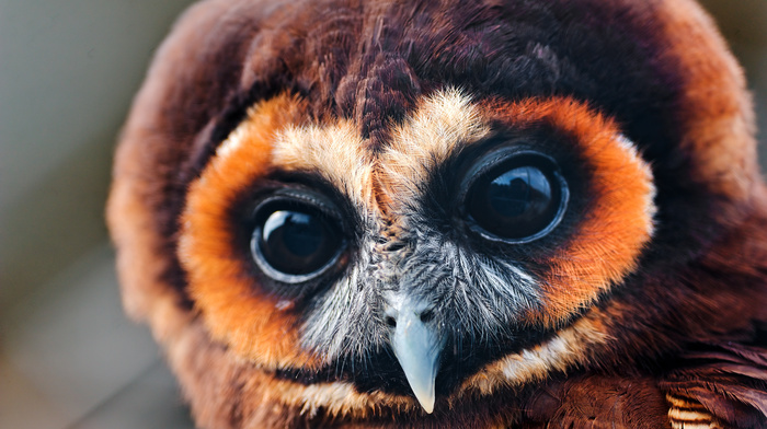 owl, animals, eyes