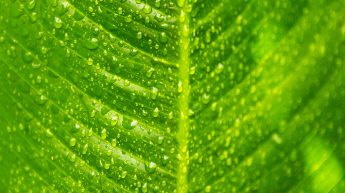 drops, leaf, macro, green