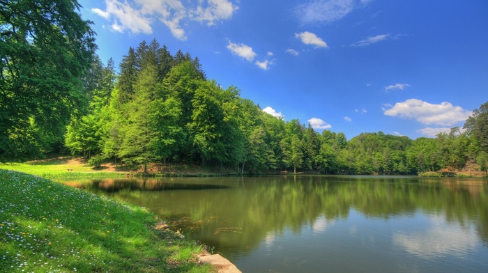 grass, trees, stunner, flowers, forest, river, clouds