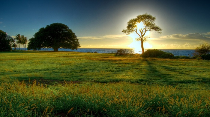 grass, trees, Sun, nature, sunset, landscape, beautiful
