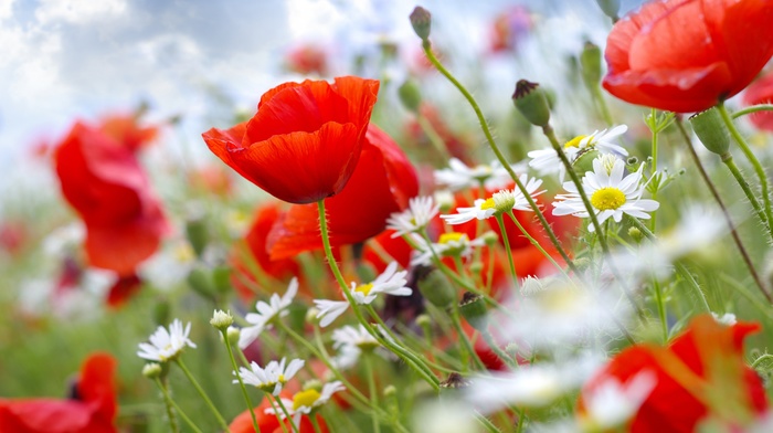 sky, chamomile, flowers, poppies, macro