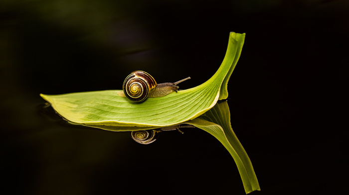 macro, green, leaf