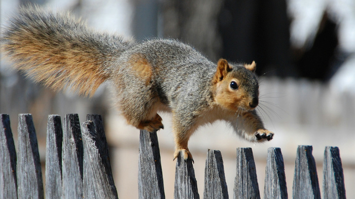 animals, squirrel, fence