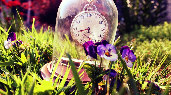 stunner, summer, clocks, grass