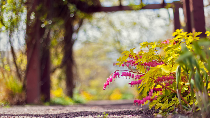 park, flowers, nature, pink, runway
