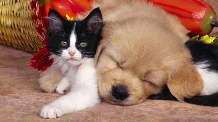 sleeping, puppy, animals, kitten