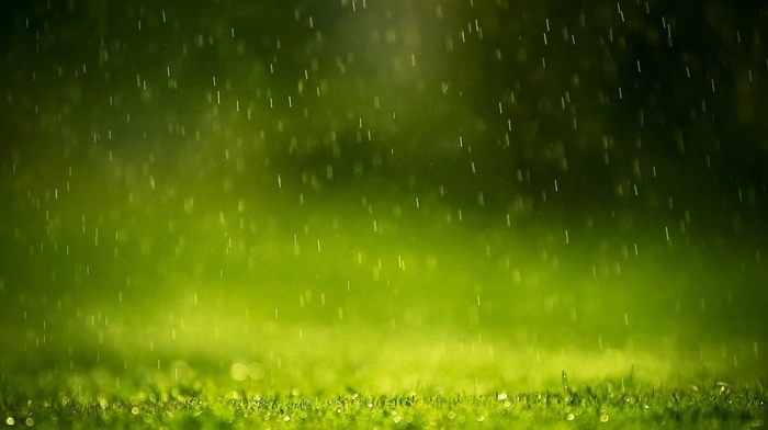water, macro, grass, rain