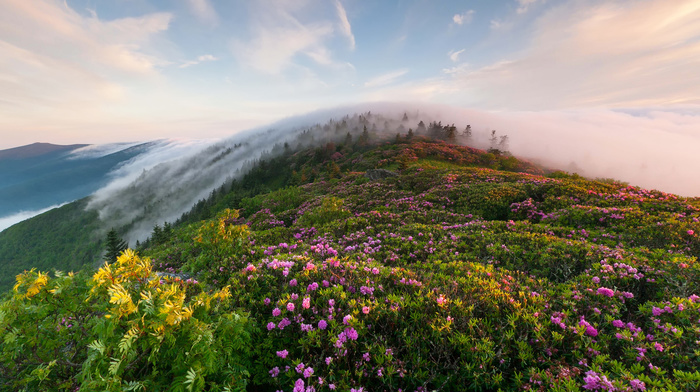 mountain, morning, nature, grass, mist, flowers