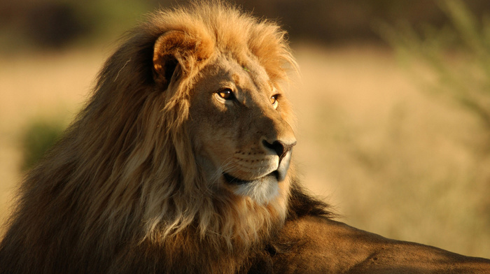 animals