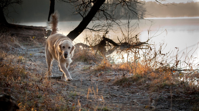 animals, dog, lake, nature