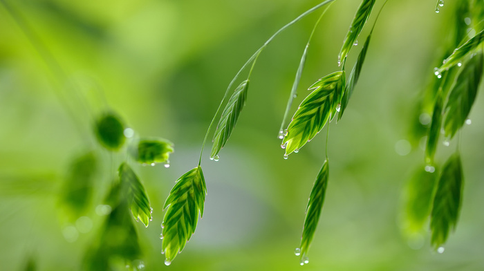 greenery, dew, macro, drops, grass