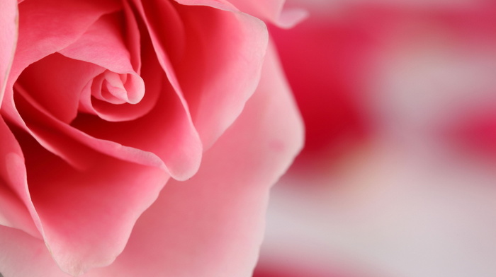 color, rose, flower, pink, petals, macro, flowers