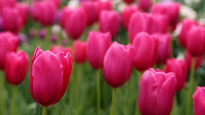 flowers, petals, field, tulips, motion blur